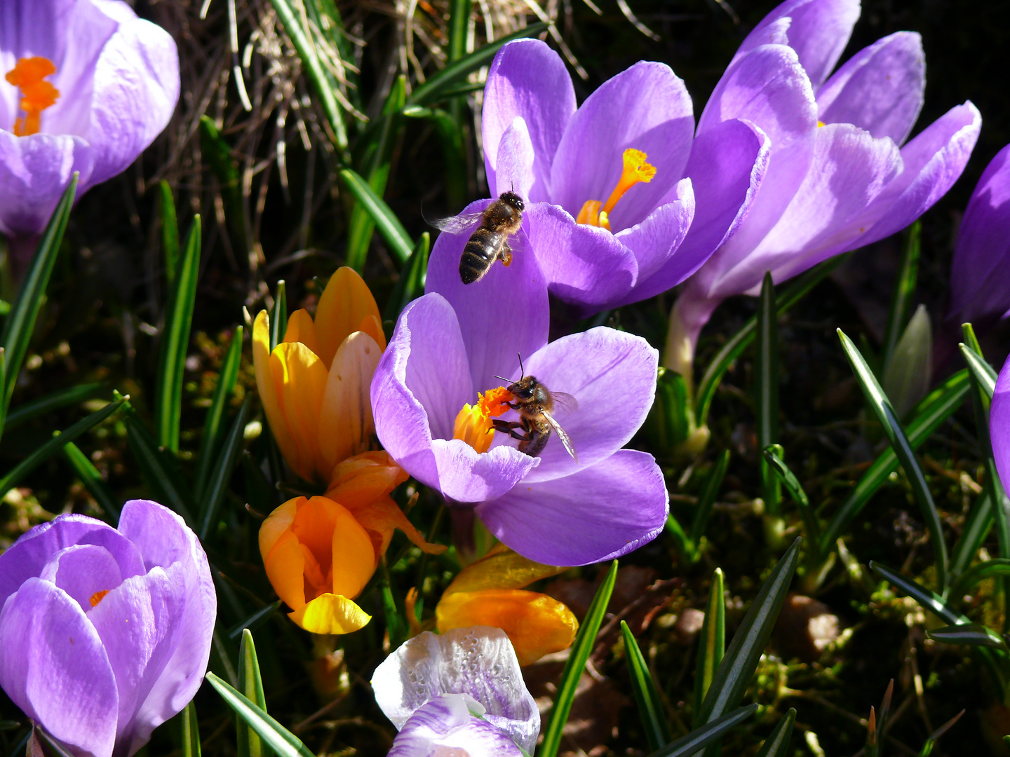 Frühlingsgefühle bei den Brummern