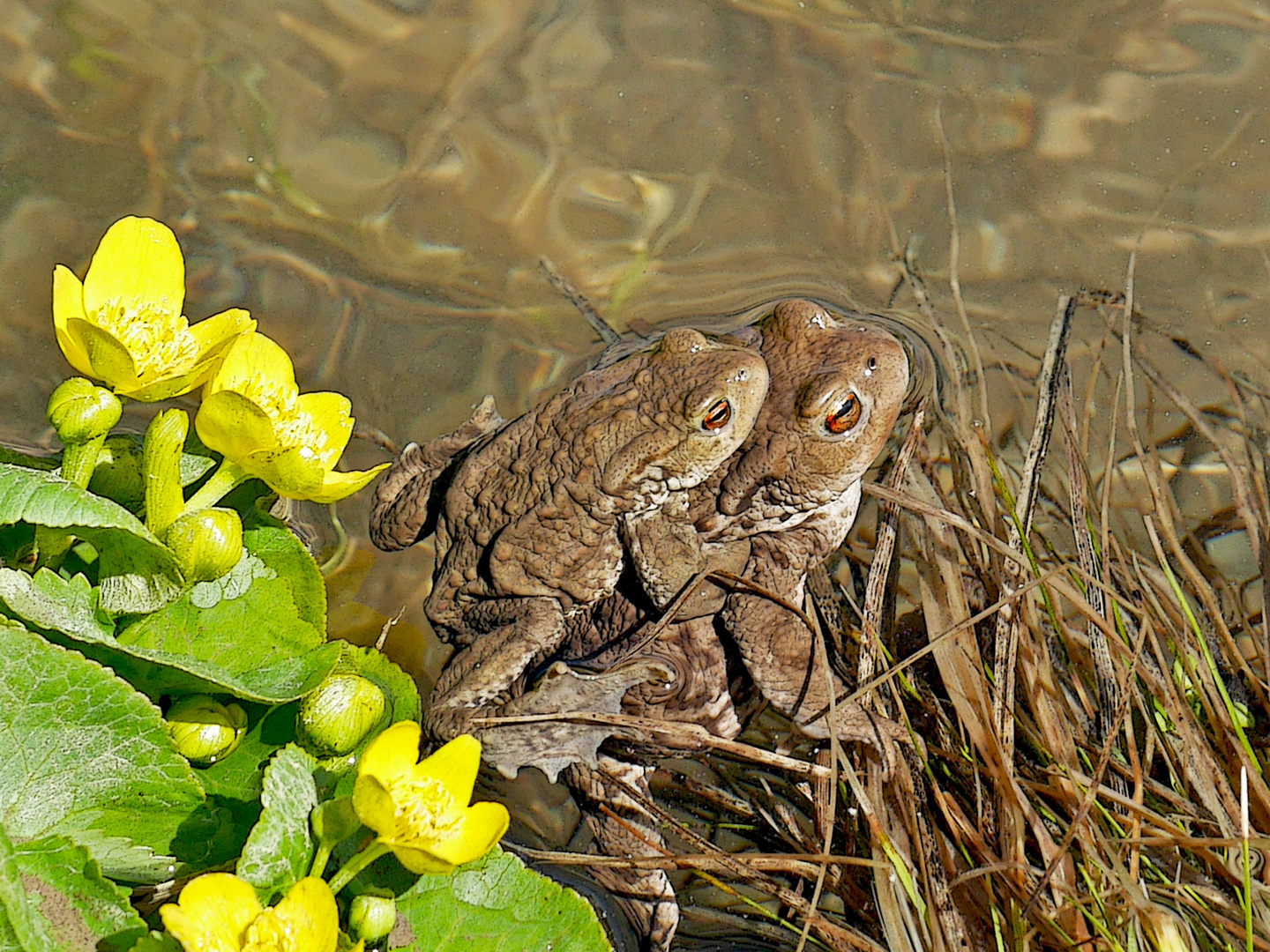 Frühlingsgefühle bei den Erdkröten (Bufo bufo) ...