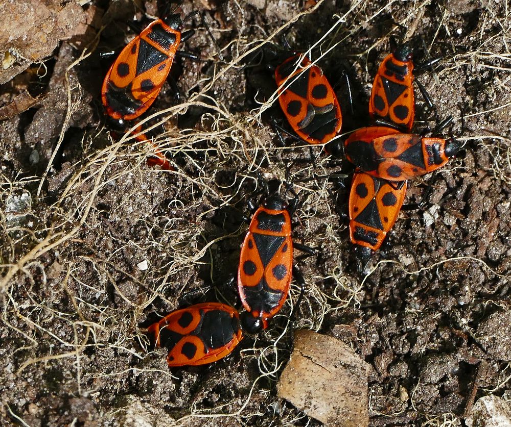 Frühlingsgefühle bei den Feuerwanzen