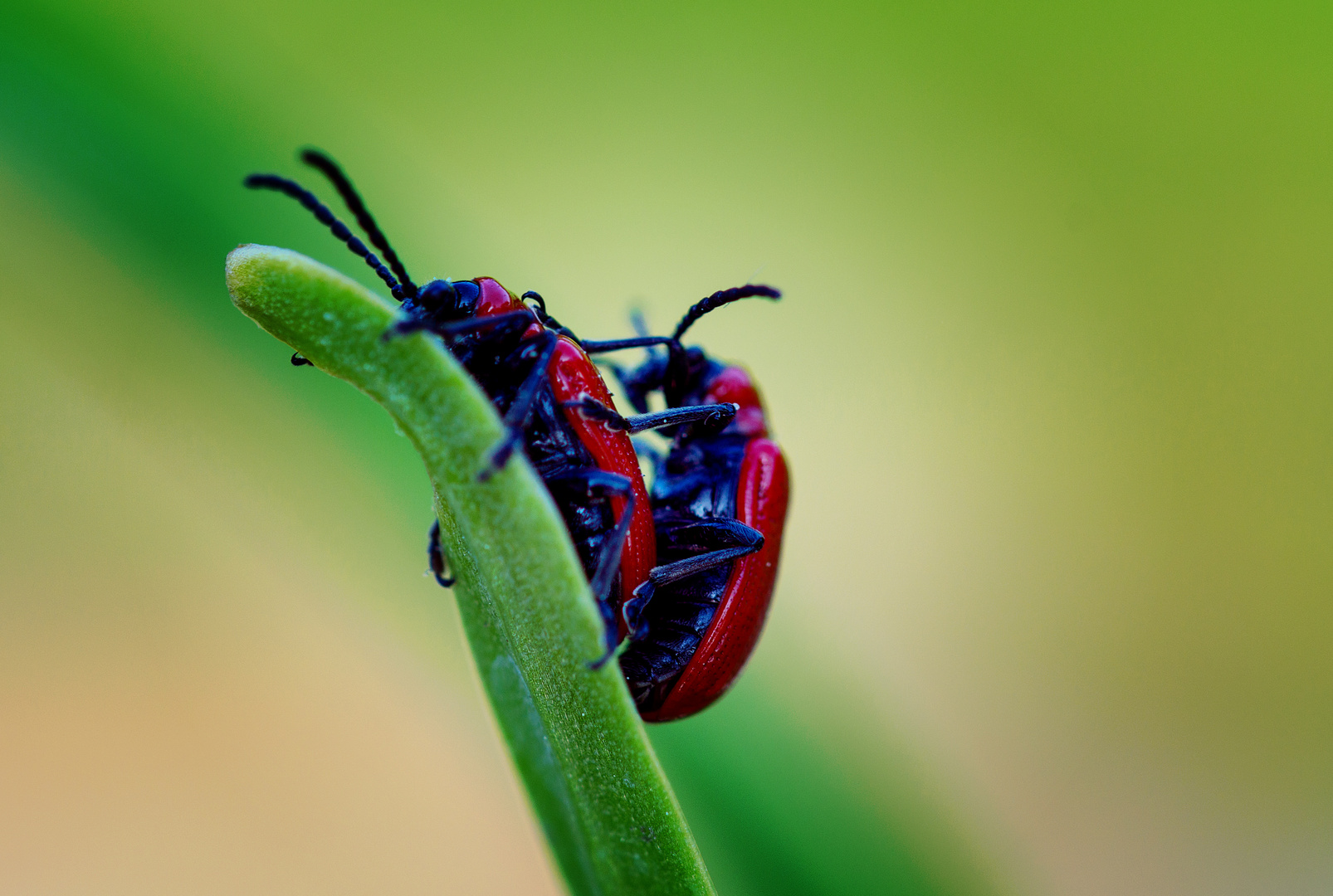 Frühlingsgefühle bei den Lilienhähnchen