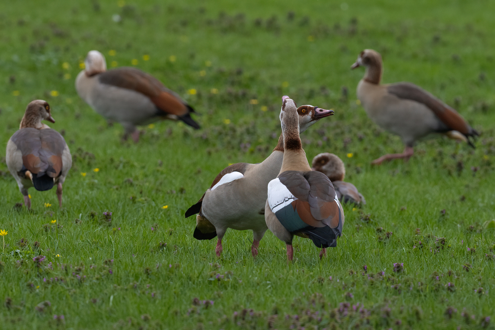 Frühlingsgefühle bei den Nilgänsen