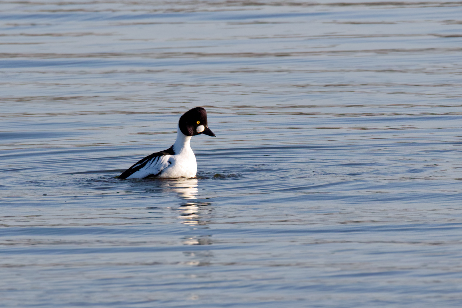 Frühlingsgefühle bei den Schellenten  (Bucephala clangula)