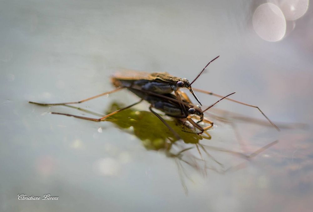 Frühlingsgefühle bei den Wasserläufern