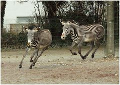 Frühlingsgefühle bei den Zebras? - Missglückt