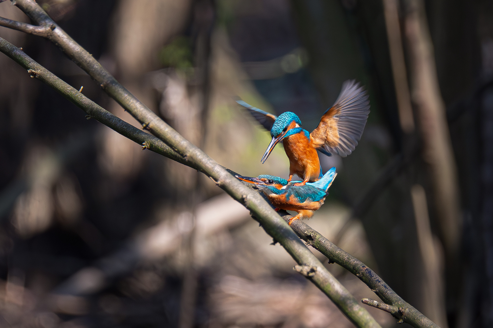 Frühlingsgefühle bei einem Eisvogelpaar.