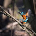 Frühlingsgefühle bei einem Eisvogelpaar.