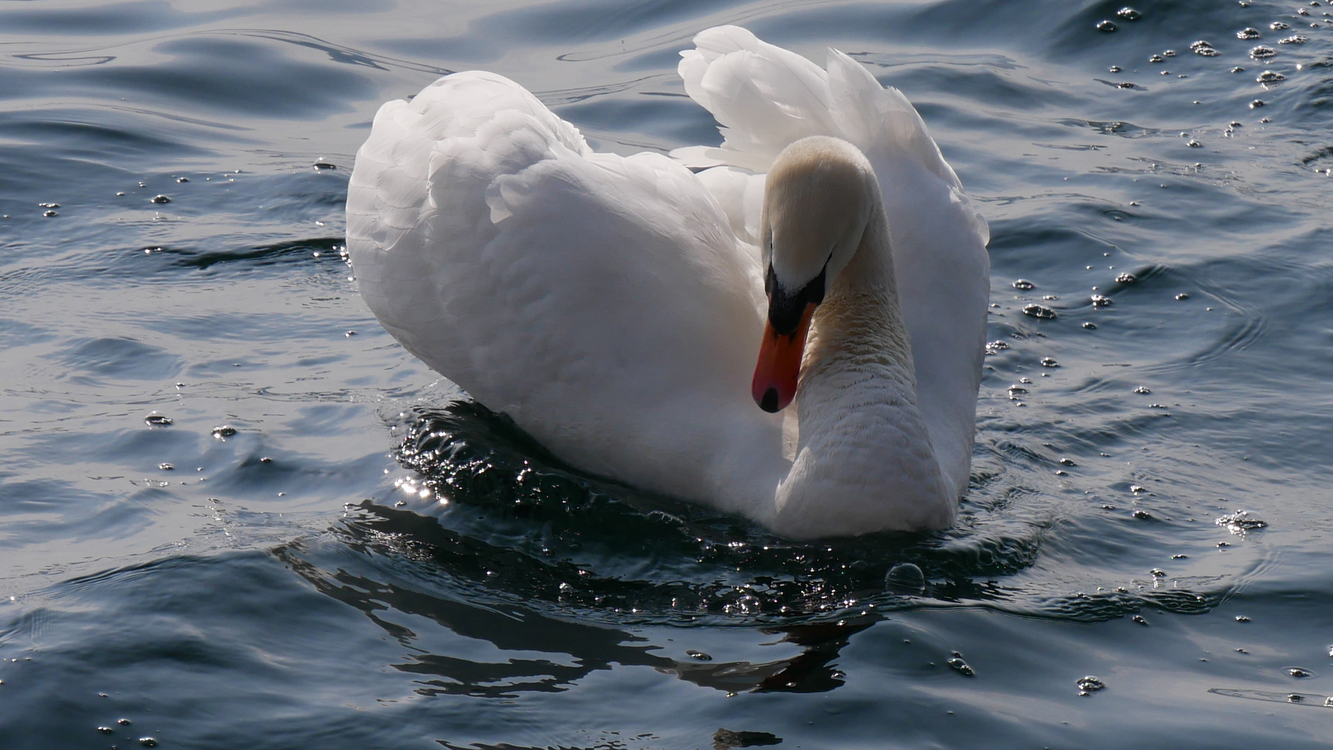 Frühlingsgefühle bei Familie Schwan