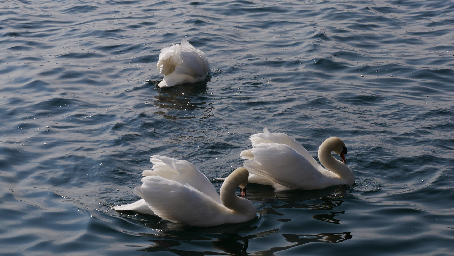 Frühlingsgefühle bei Familie Schwan