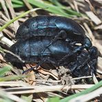 Frühlingsgefühle beim Violetten Ölkäfer (Meloe violaceus) 