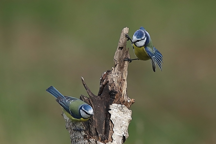 Frühlingsgefühle - Blaumeisen