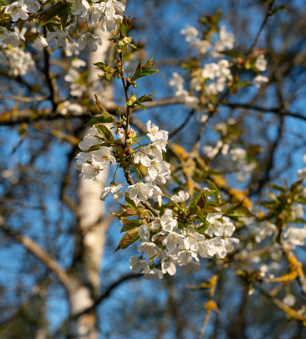 Frühlingsgefühle 