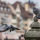 "Frühlingsgefühle... Catwalk... in Luzern"  