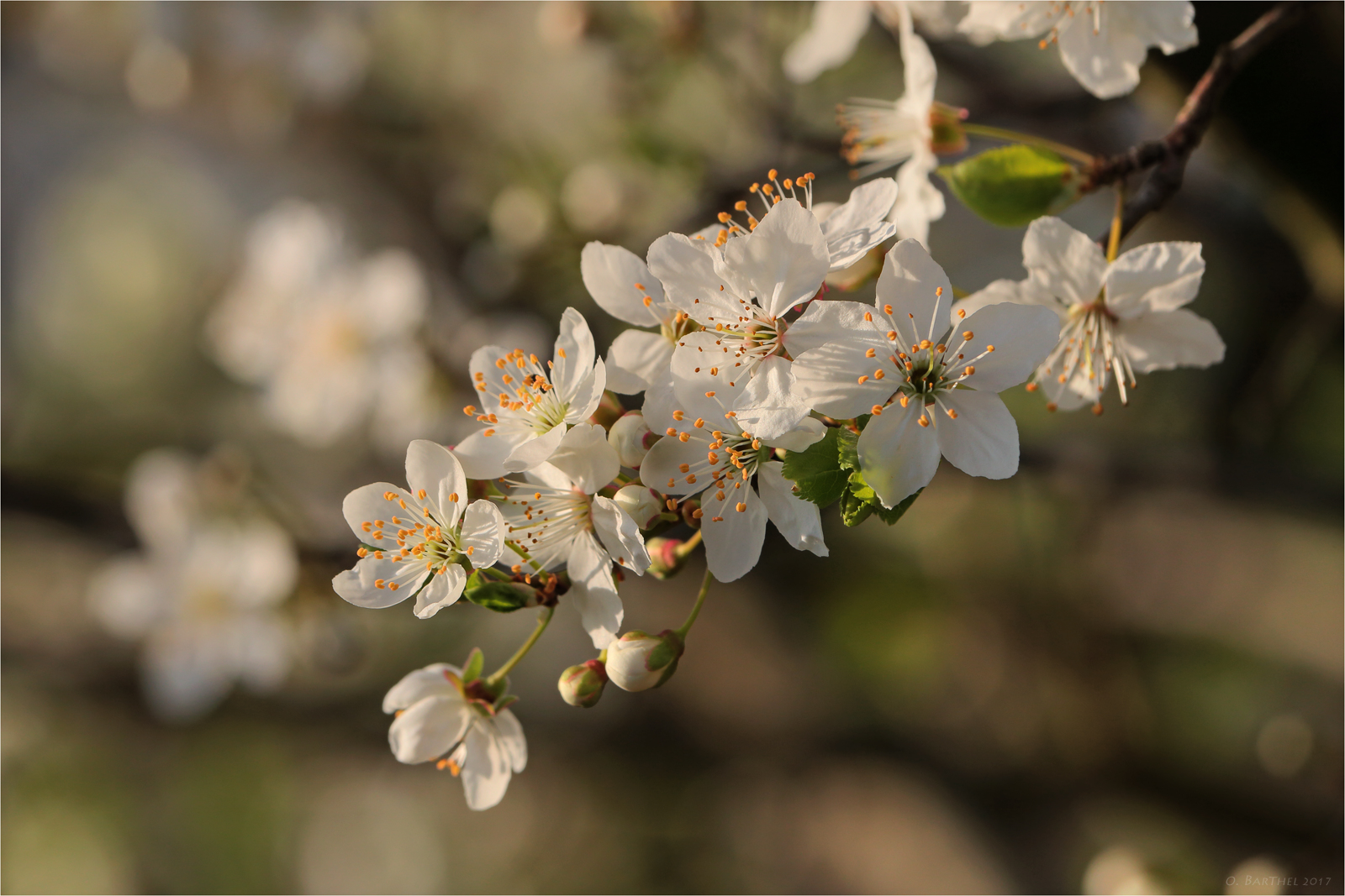 Frühlingsgefühle