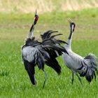 Frühlingsgefühle - Die Trompeter - Kraniche  ( Grus grus) 