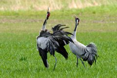 Frühlingsgefühle - Die Trompeter - Kraniche  ( Grus grus) 