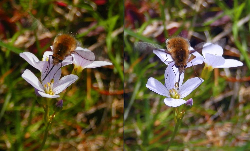 Frühlingsgefühle - Er schwirrt fast wie ein Kolibri über den Blüten