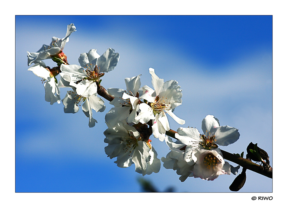 Frühlingsgefühle.....:-))