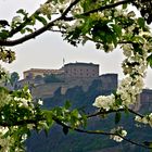 Frühlingsgefühle, Festung Ehrenbreitstein