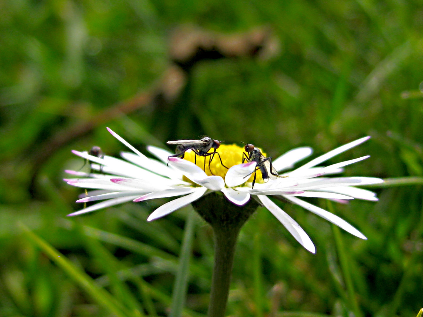 Frühlingsgefühle :-) he Süße wie wärs mit uns beiden?