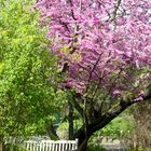 Frühlingsgefühle im Botanischen Garten zu Leipzig