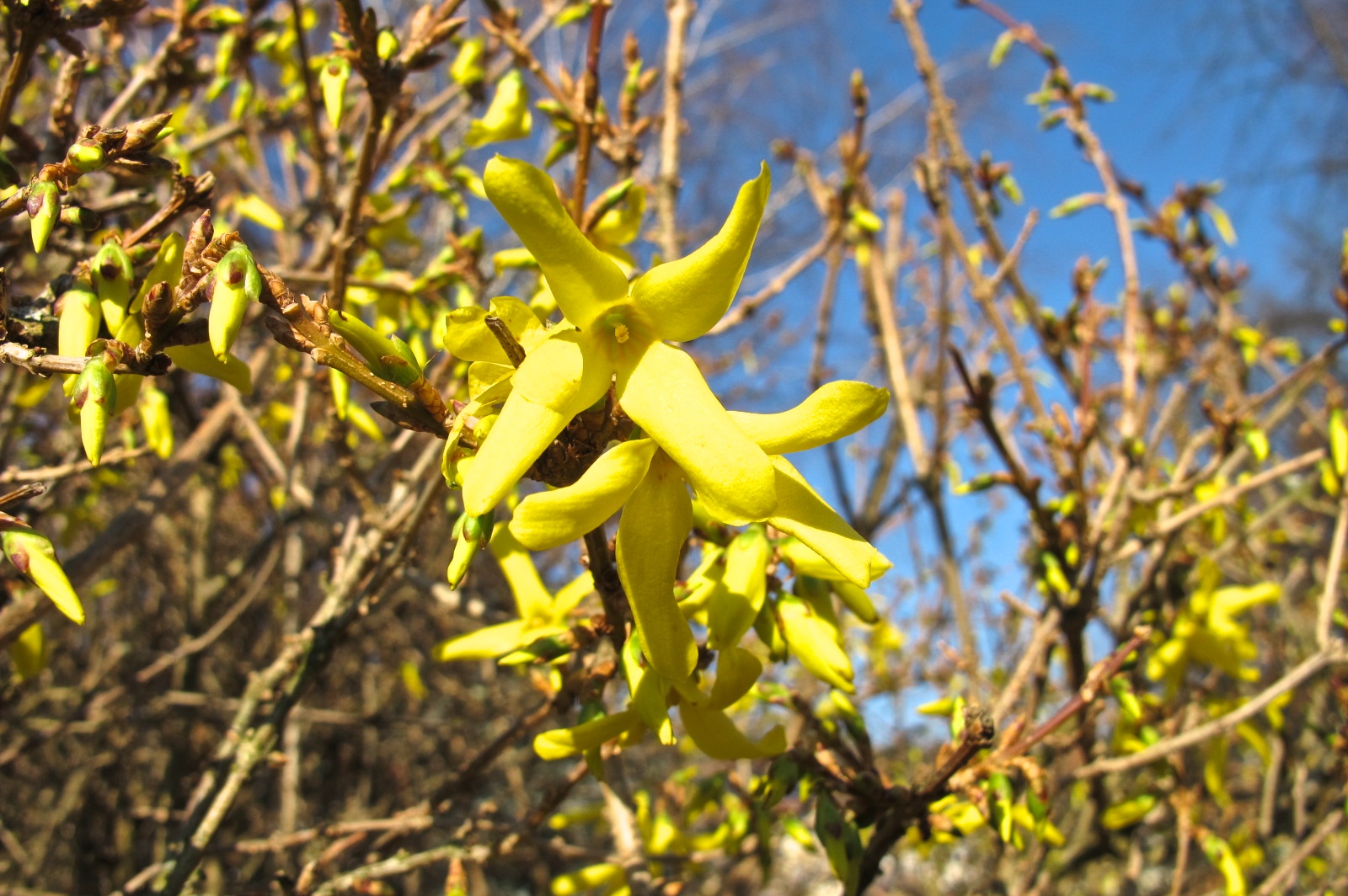 Frühlingsgefühle im Februar