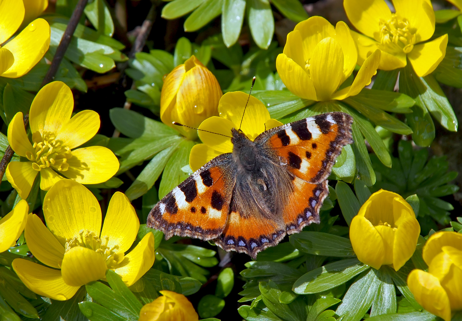 Frühlingsgefühle im Februar: Kleiner Fuchs (Aglais urticae) - Petite tortue en février! 