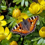 Frühlingsgefühle im Februar: Kleiner Fuchs (Aglais urticae) - Petite tortue en février! 