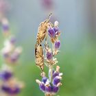 Frühlingsgefühle im Garten