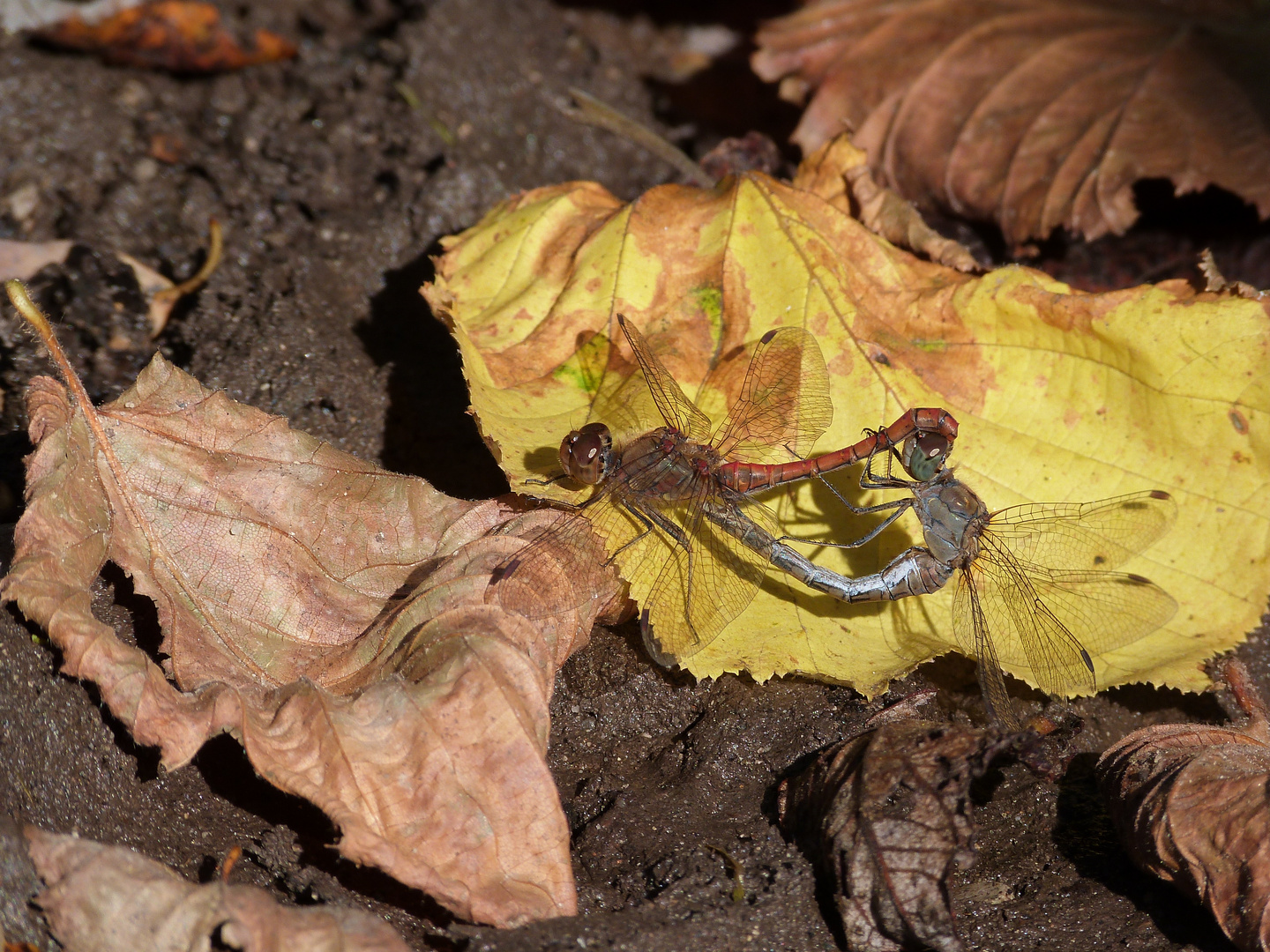 Frühlingsgefühle im goldenen Herbst