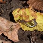 Frühlingsgefühle im goldenen Herbst