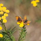 Frühlingsgefühle im Herbst