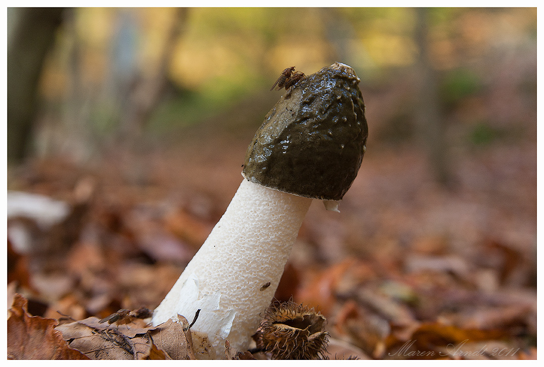 Frühlingsgefühle im Herbstwald ...