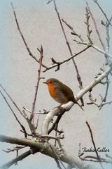 Frühlingsgefühle im Januar