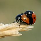 Frühlingsgefühle im Juli