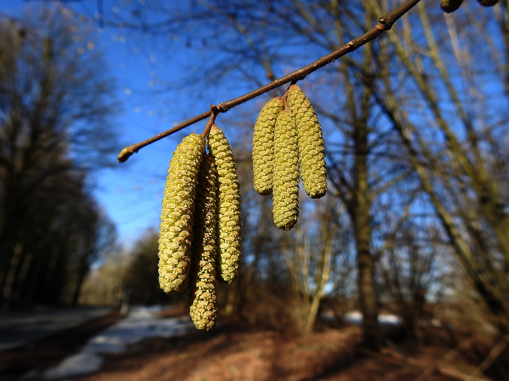 Frühlingsgefühle im Nochwinter