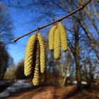 Frühlingsgefühle im Nochwinter