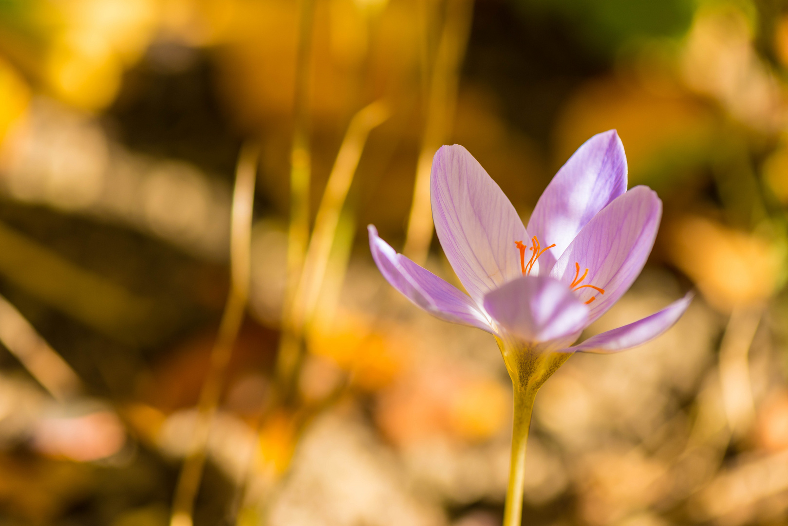 Frühlingsgefühle im November