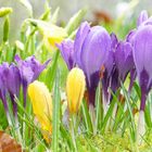 Frühlingsgefühle im Regen