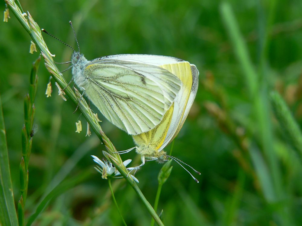 Frühlingsgefühle im Sommer