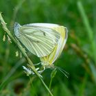 Frühlingsgefühle im Sommer