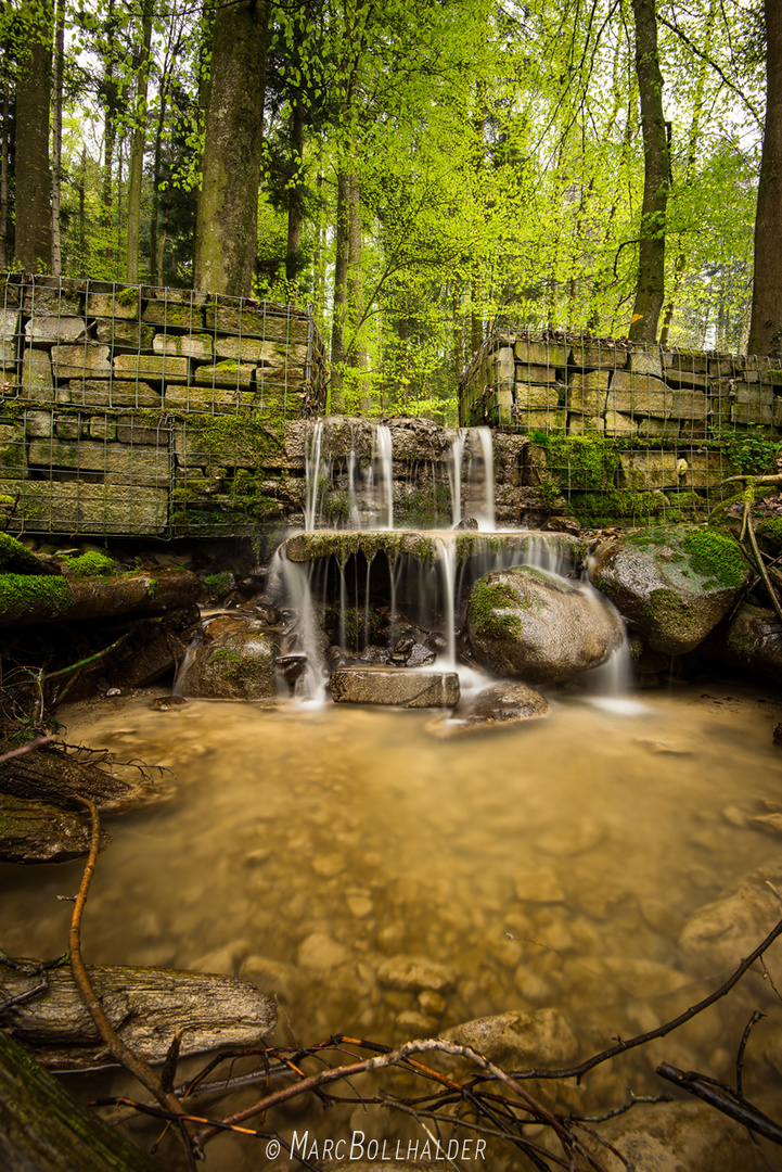 Frühlingsgefühle im Wald