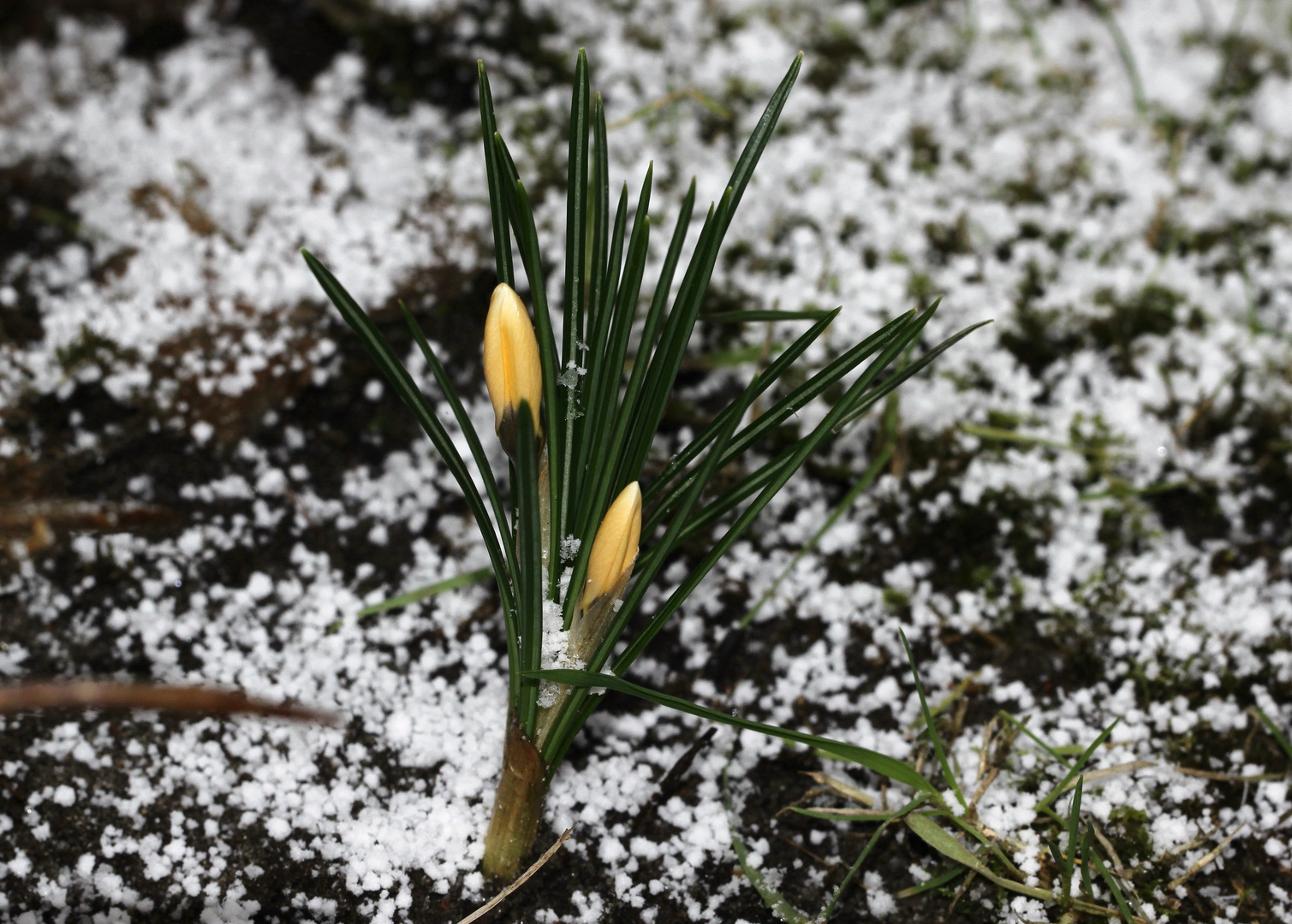 Frühlingsgefühle im Winter...