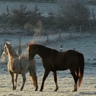 Frühlingsgefühle im Winter