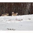 Frühlingsgefühle im Yellowstone