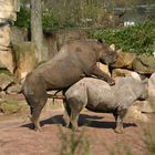 Frühlingsgefühle im Zoo Hannover