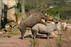 Frühlingsgefühle im Zoo Hannover