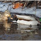 Frühlingsgefühle in der Vogelwelt (1) - "Errötend folgt . . .