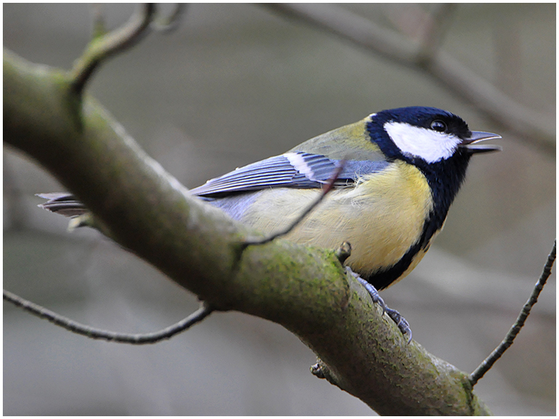 Frühlingsgefühle in der Vogelwelt (2) - "Hier ist mein Revier!" . . .