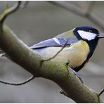 Frühlingsgefühle in der Vogelwelt (2) - "Hier ist mein Revier!" . . .