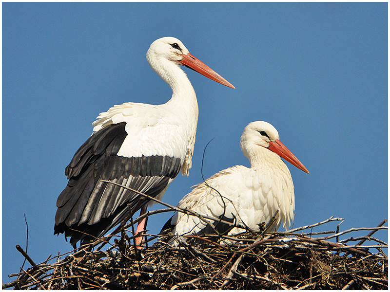 Frühlingsgefühle in der Vogelwelt (3) - "Die Dame des Herzens ist eingetroffen"